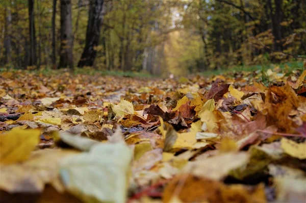 romantic autumn forest. natural colors, beautiful fallen leaves