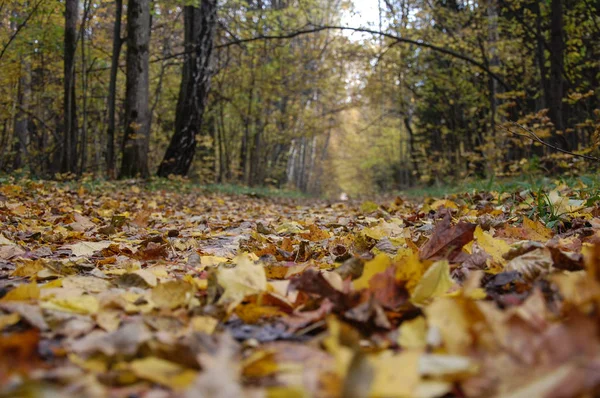 Romantický Podzimní Les Přírodní Barvy Krásné Padlé Listy — Stock fotografie