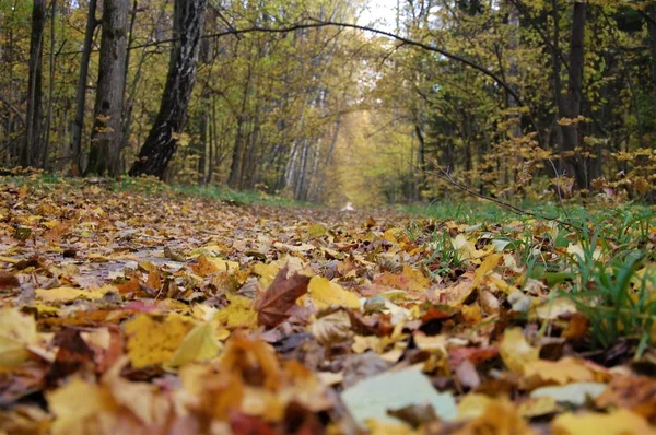 Sentier Dans Forêt Automne — Photo