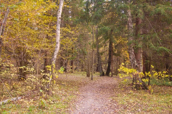 Sentier Dans Forêt Automne — Photo