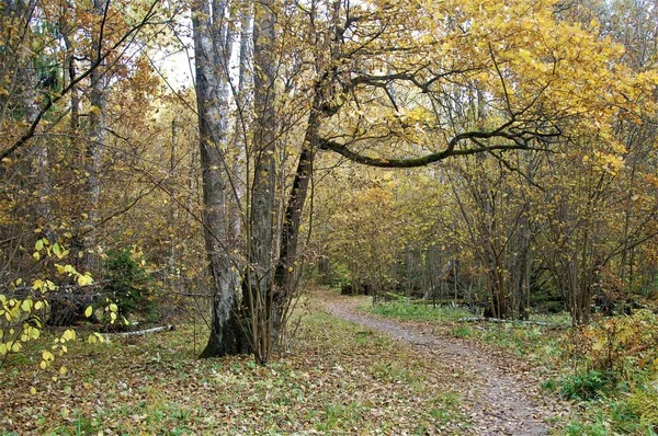 Sentier Dans Forêt Automne — Photo