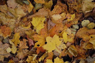 arka plan ile renkli düşen sonbahar yaprakları