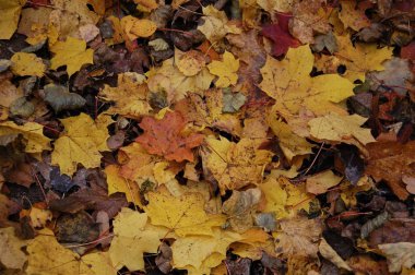 arka plan ile renkli düşen sonbahar yaprakları