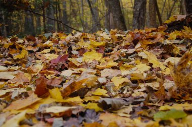 Sakin sonbahar manzarası ve doğal renkler.