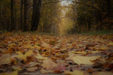 Güzel sonbahar orman manzarası. dökülen yapraklar