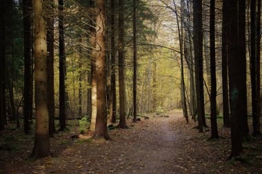 Güzel sonbahar orman manzarası. dökülen yapraklar