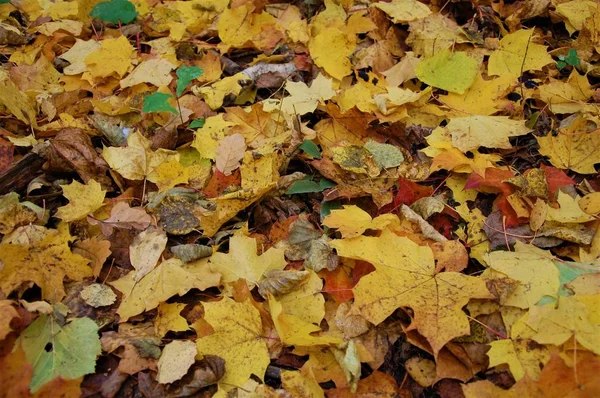 arka plan ile renkli düşen sonbahar yaprakları