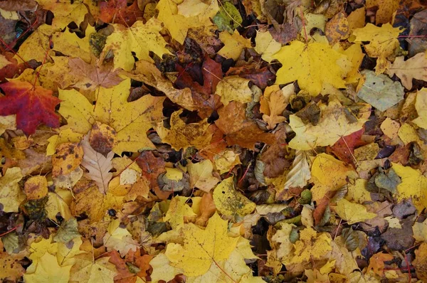 Fondo Con Hojas Otoño Caídas Colores —  Fotos de Stock