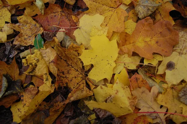 arka plan ile renkli düşen sonbahar yaprakları