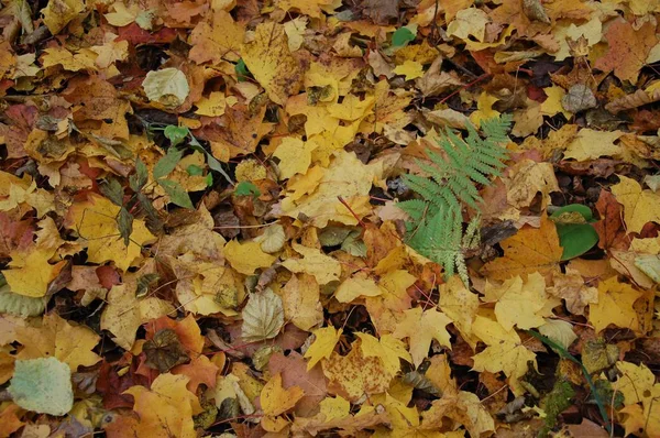 Tło Kolorowych Opadłych Liści Jesienią — Zdjęcie stockowe