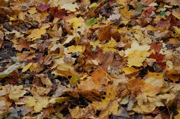 Fondo Con Hojas Otoño Caídas Colores —  Fotos de Stock