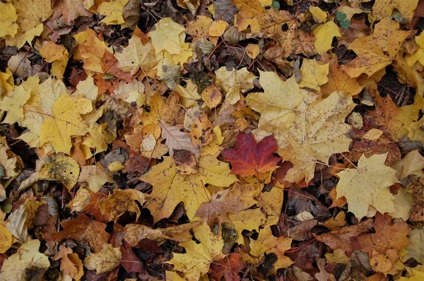 カラフルな秋落ち葉と背景 — ストック写真