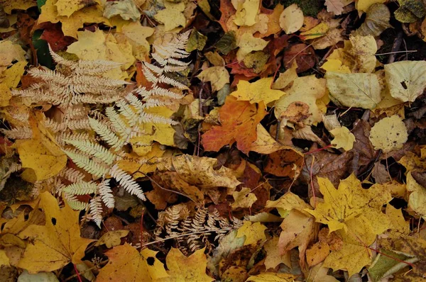 カラフルな秋落ち葉と背景 — ストック写真
