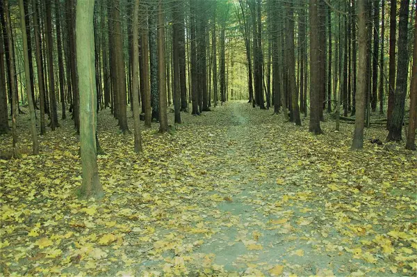 Beau Paysage Forestier Automne Feuilles Tombées — Photo