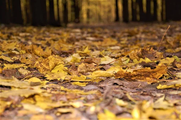 Żółte Liście Spadły Jesiennym Lesie — Zdjęcie stockowe