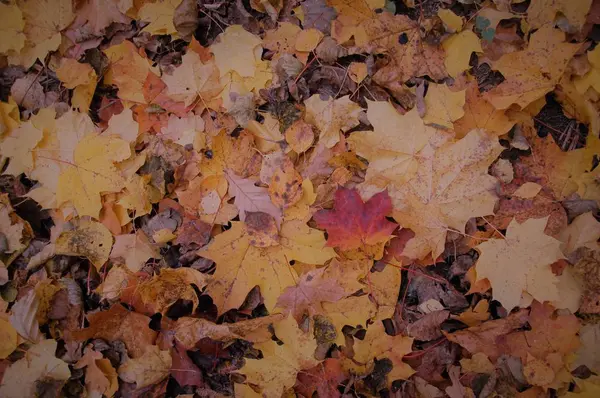 Düşen sonbahar yapraklarının renkli arkaplanı