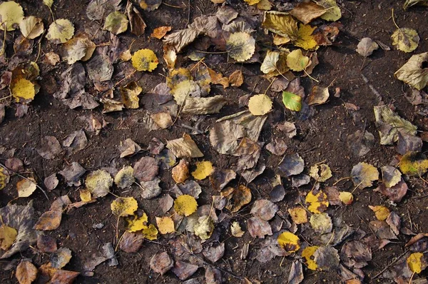 Kolorowe Tło Upadłych Jesiennych Kolorowych Liści — Zdjęcie stockowe