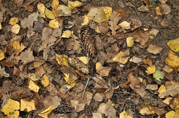 Bunten Hintergrund Der Gefallenen Herbst Farbigen Blättern — Stockfoto