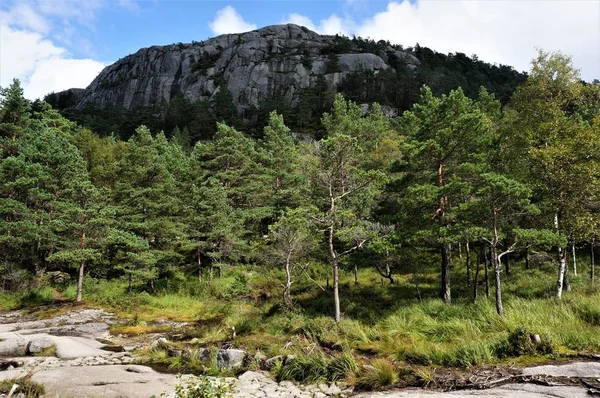 Güneşli bir yaz gününde güzel Norveç orman manzarası
