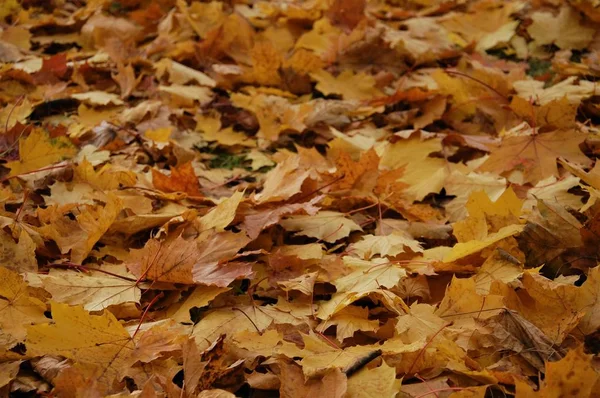 Colorful Background Fallen Autumn Colored Leaves — Stock Photo, Image