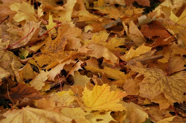 Fundo Colorido Outono Caído Folhas Coloridas — Fotografia de Stock