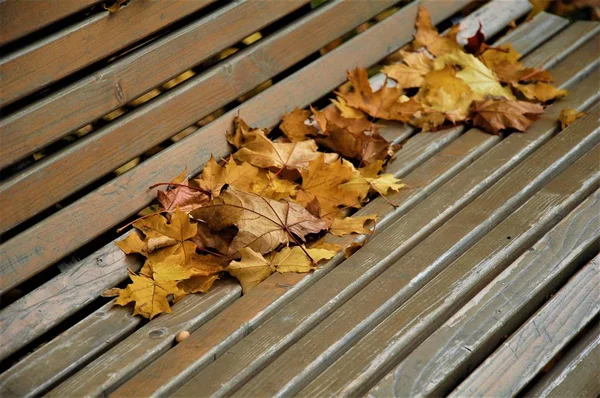 Sonbahar sarı akçaağaç yaprakları dalda
