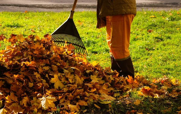 Limpeza Folhas Caídas Dia Outono Ensolarado — Fotografia de Stock