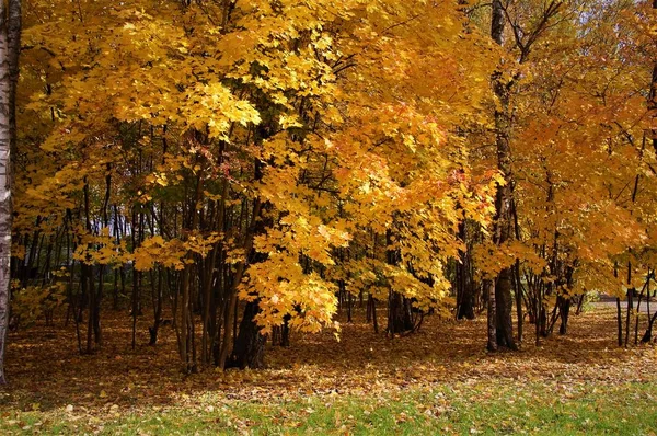 枝に秋の黄色のカエデの葉 — ストック写真
