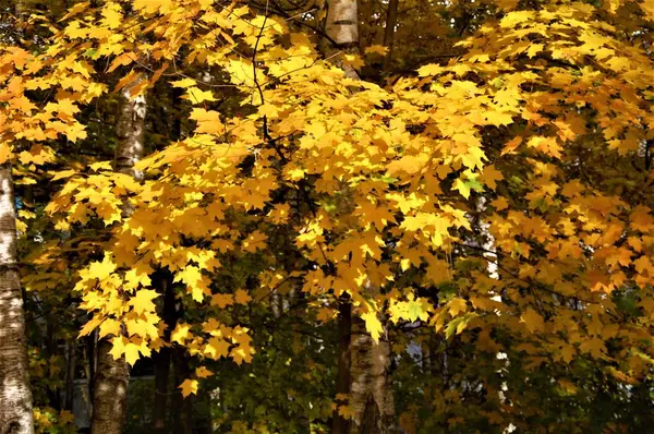 Foglie Acero Giallo Autunnale Ramo — Foto Stock