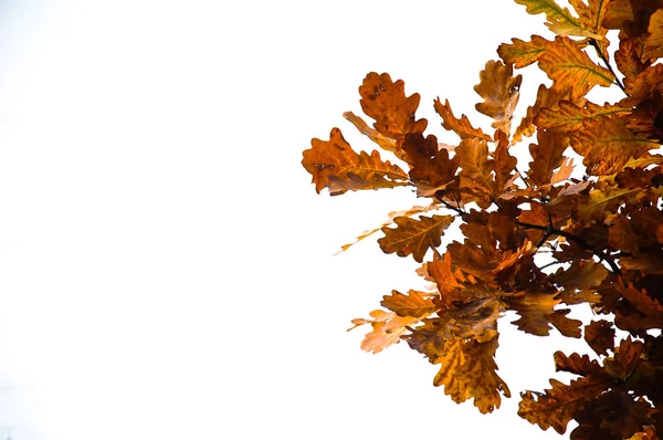 白い背景にカラフルなオークの葉の秋の枝 — ストック写真
