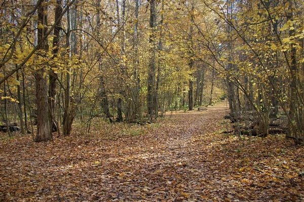 Спокійний Осінній Пейзаж Доріжкою Природних Кольорів — стокове фото