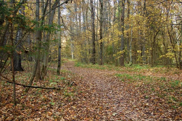 Paisaje Tranquilo Otoño Con Colores Naturales Camino — Foto de Stock