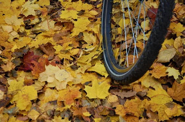 Bicycle Wheel Fallen Colorful Autumn Leaves — Stock Photo, Image