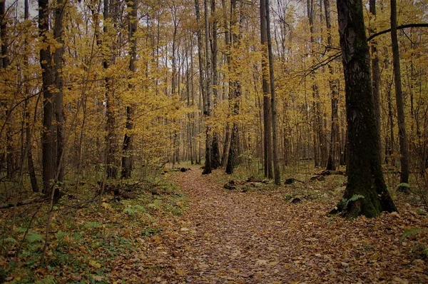 Sakin sonbahar manzarası ve doğal renkler.