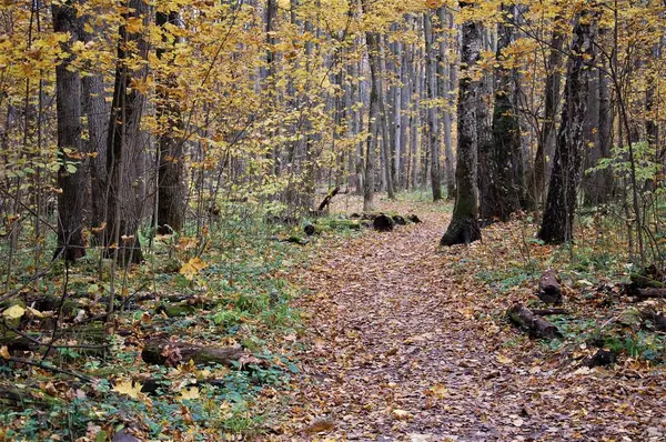 Paysage Calme Automne Avec Des Couleurs Naturelles Chemin — Photo