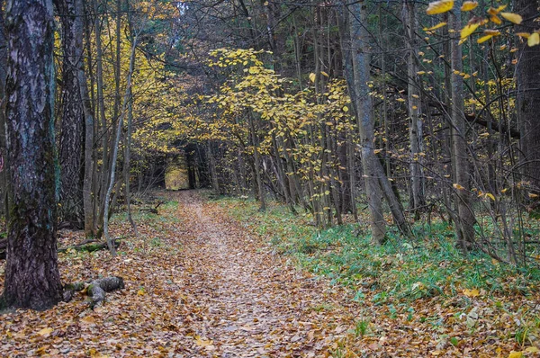 Sakin sonbahar manzarası ve doğal renkler.