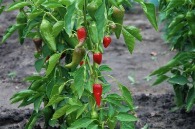 kırmızı biber dal