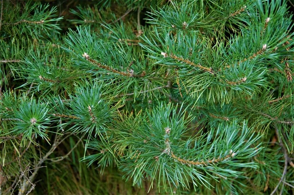 Ramas Pino Verde Con Conos — Foto de Stock