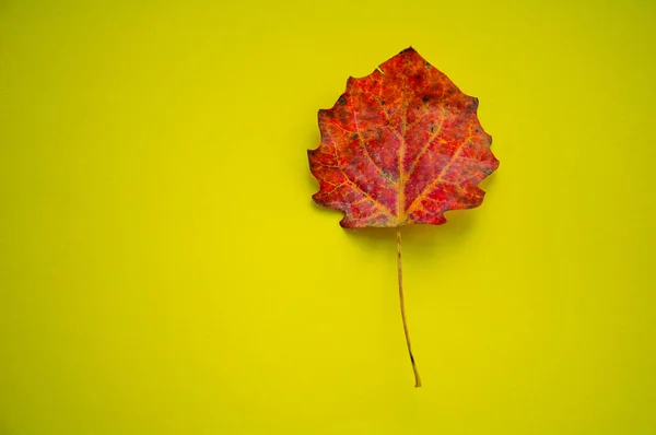 Sarı arka planda kırmızı sonbahar yaprağı. Metin için boşluk