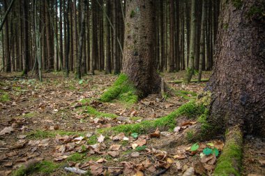 Orman ağaçlarının kökleri yeşil yosunla kaplıdır.