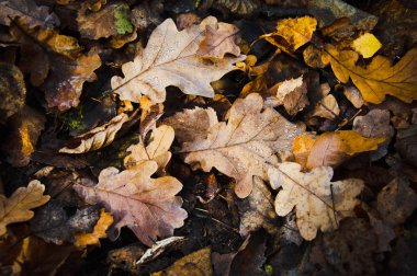 Düşen sonbahar meşe yapraklarıyla çiğ damlaları