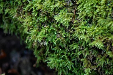 Bir ağaç makro fotoğrafında yeşil yosun