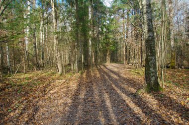 Sonbahar ormanı, güneşli bir sonbahar gününde ağaçlardan uzun gölgeler.