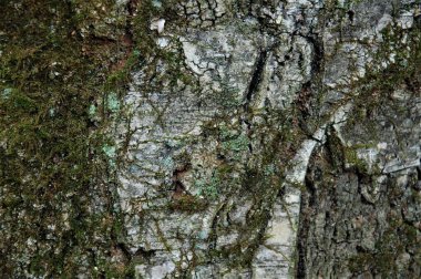 huş ağacı kabuğunun dokusu