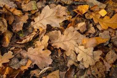 Düşen sonbahar meşe yapraklarıyla çiğ damlaları