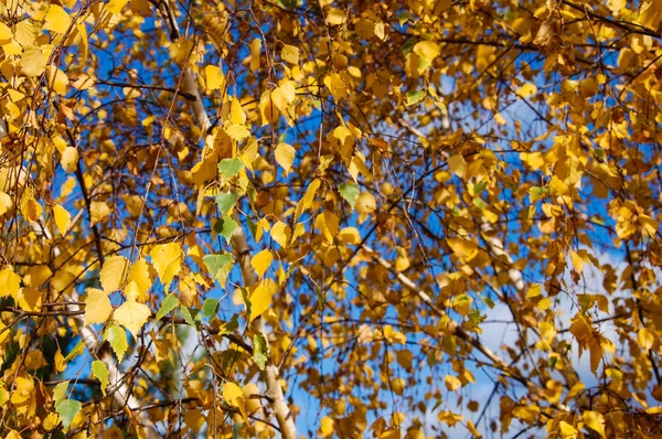 Yellow Birch Leaves Branches Blue Sky — ストック写真