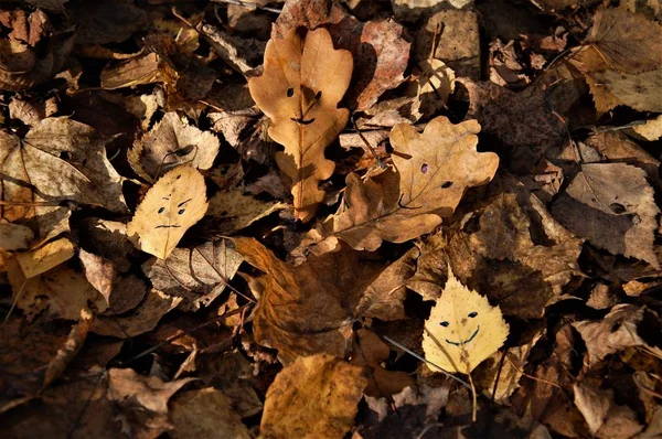 beautiful autumn leaves with smiles on their faces on the ground
