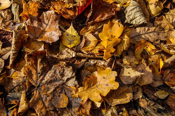 Hermosas Hojas Otoño Con Sonrisas Sus Rostros Suelo — Foto de Stock