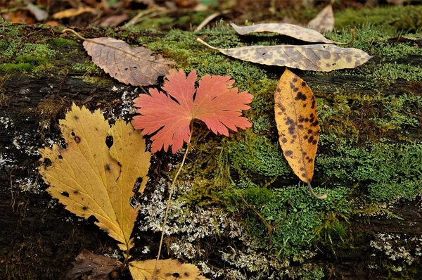 Hojas Coloridas Otoño Sobre Musgo Verde — Foto de Stock