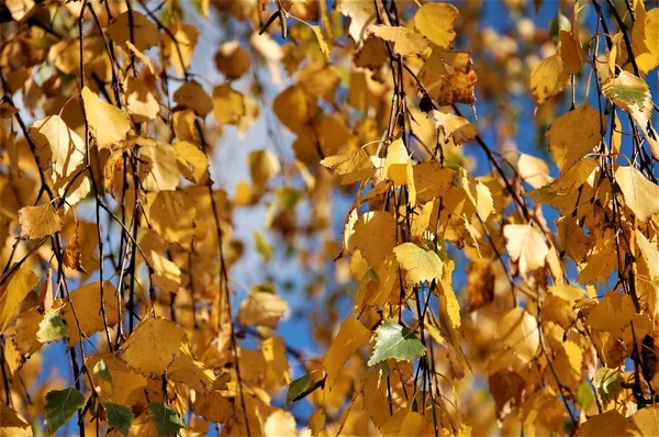 Bétula Outono Dourado Folhas Nos Ramos — Fotografia de Stock
